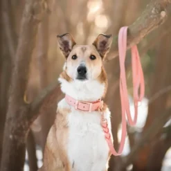 Tyylivoitto Classy Hundehalsbånd, Fersken