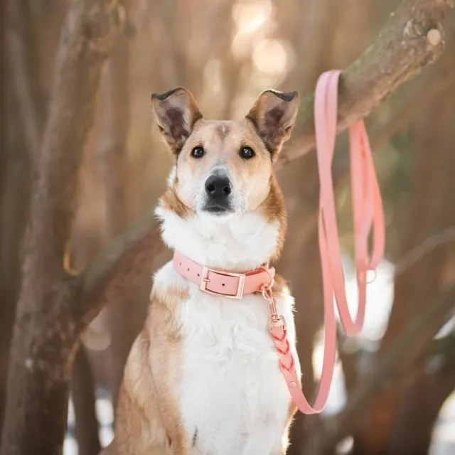 Tyylivoitto Classy Hundehalsbånd, Fersken