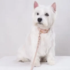 Tyylivoitto Classy Hundehalsbånd Liten Modell, Beige