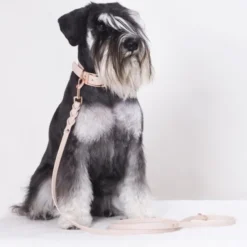 Tyylivoitto Classy Hundehalsbånd Liten Modell, Beige