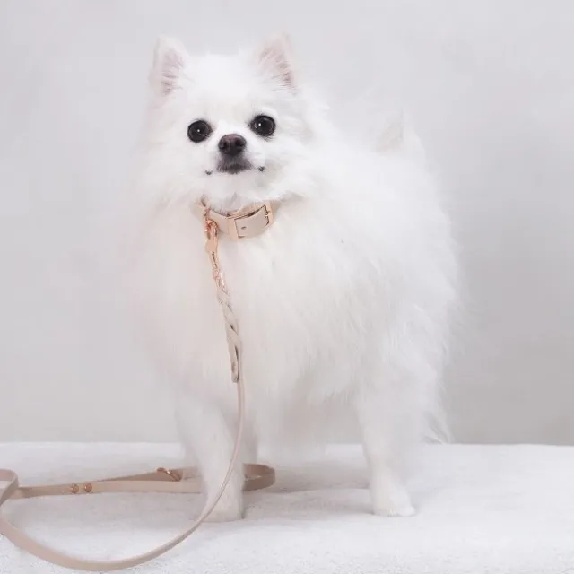 Tyylivoitto Classy Hundehalsbånd Liten Modell, Beige