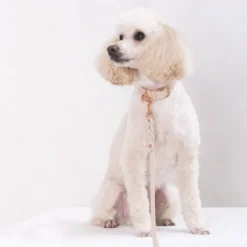 Tyylivoitto Classy Hundehalsbånd Liten Modell, Beige