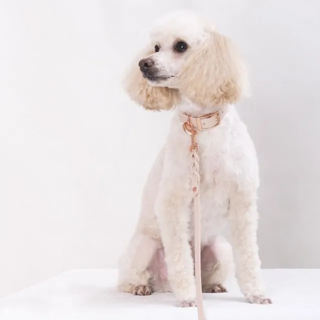 Tyylivoitto Classy Hundehalsbånd Liten Modell, Beige