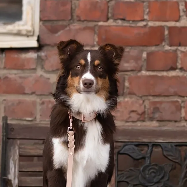 Tyylivoitto Classy Hundehalsbånd, Beige