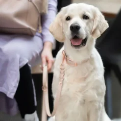 Tyylivoitto Classy Hundehalsbånd, Beige