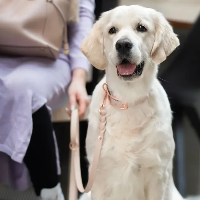 Tyylivoitto Classy Hundehalsbånd, Beige