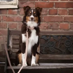 Tyylivoitto Classy Hundehalsbånd, Beige