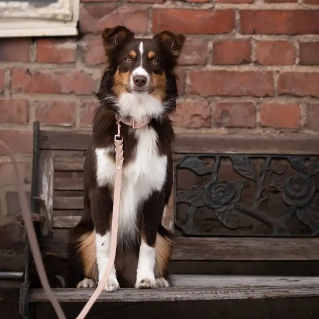 Tyylivoitto Classy Hundehalsbånd, Beige