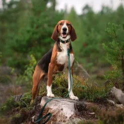 Tyylivoitto Classy Hundehalsbånd, Grønn