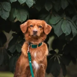 Tyylivoitto Classy Hundehalsbånd, Grønn