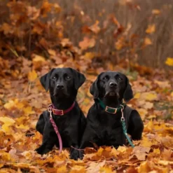 Tyylivoitto Classy Hundehalsbånd, Grønn