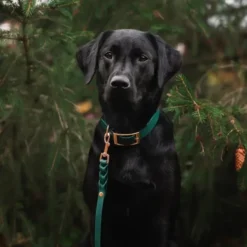Tyylivoitto Classy Hundehalsbånd, Grønn