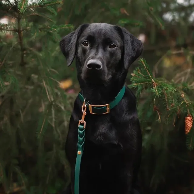Tyylivoitto Classy Hundehalsbånd, Grønn