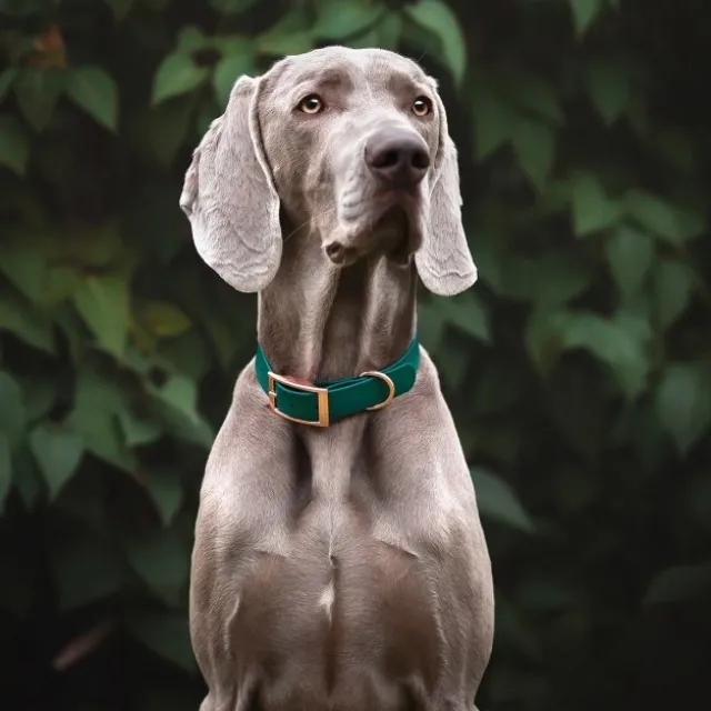 Tyylivoitto Classy Hundehalsbånd, Grønn