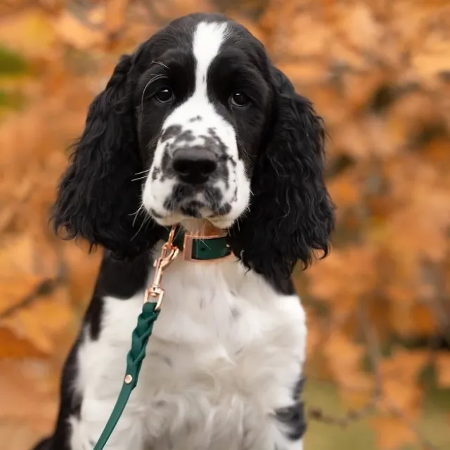 Tyylivoitto Classy Hundehalsbånd Liten Modell, Grønn