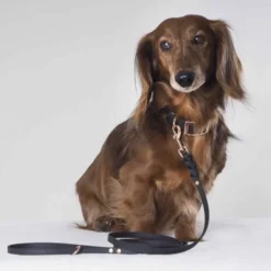 Tyylivoitto Classy Hundehalsbånd Liten Modell, Svart