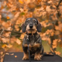 Tyylivoitto Classy Hundehalsbånd Liten Modell, Svart