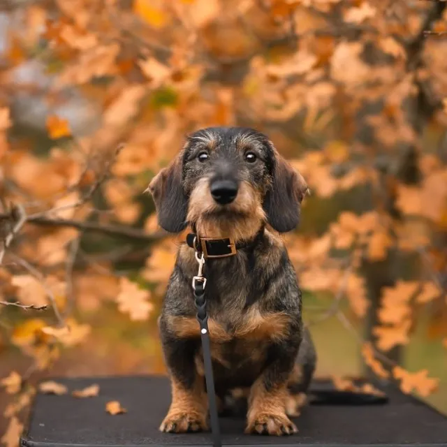 Tyylivoitto Classy Hundehalsbånd Liten Modell, Svart