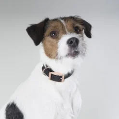Tyylivoitto Classy Hundehalsbånd Liten Modell, Svart