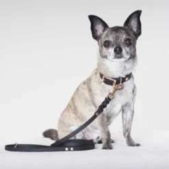 Tyylivoitto Classy Hundehalsbånd Liten Modell, Svart