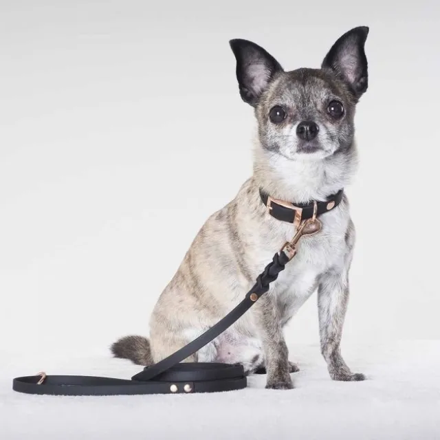 Tyylivoitto Classy Hundehalsbånd Liten Modell, Svart