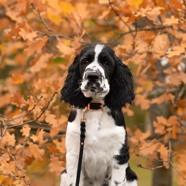 Tyylivoitto Classy Hundehalsbånd Liten Modell, Svart