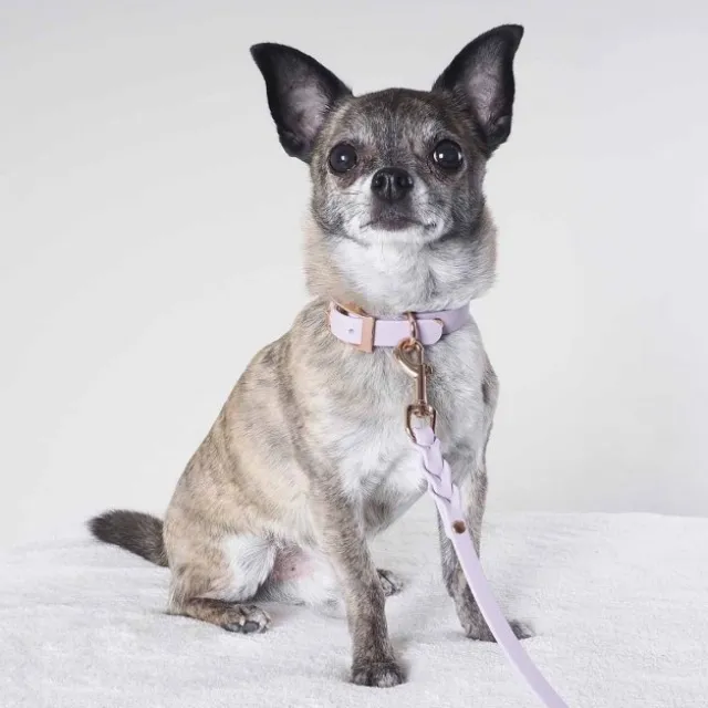 Tyylivoitto Classy Hundehalsbånd Liten Modell, Lilla