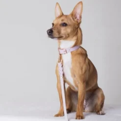 Tyylivoitto Classy Hundehalsbånd Liten Modell, Lilla