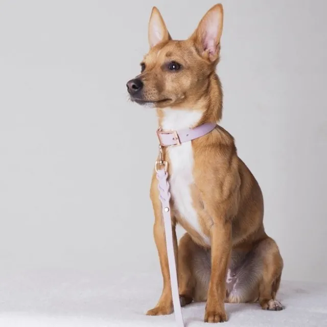 Tyylivoitto Classy Hundehalsbånd Liten Modell, Lilla