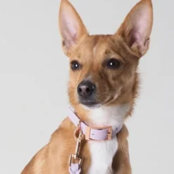Tyylivoitto Classy Hundehalsbånd Liten Modell, Lilla