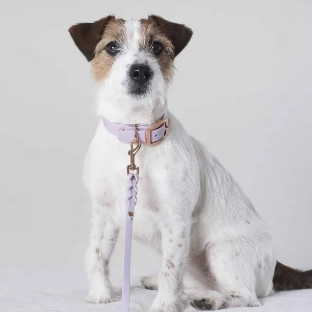 Tyylivoitto Classy Hundehalsbånd Liten Modell, Lilla