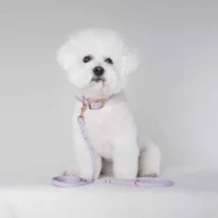 Tyylivoitto Classy Hundehalsbånd Liten Modell, Lilla
