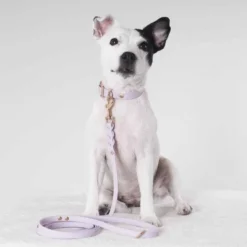 Tyylivoitto Classy Hundehalsbånd Liten Modell, Lilla
