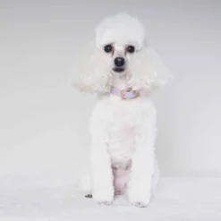 Tyylivoitto Classy Hundehalsbånd Liten Modell, Lilla