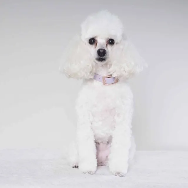 Tyylivoitto Classy Hundehalsbånd Liten Modell, Lilla