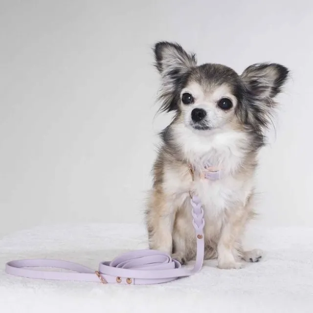 Tyylivoitto Classy Hundehalsbånd Liten Modell, Lilla