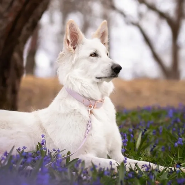 Tyylivoitto Classy Hundehalsbånd, Lilla