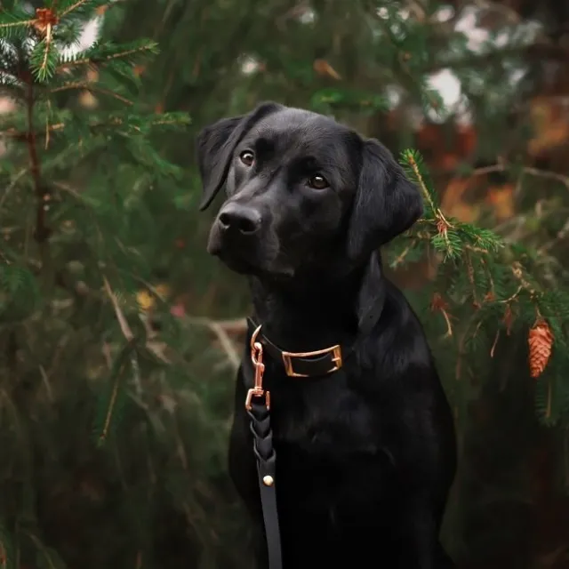 Tyylivoitto Classy Hundehalsbånd, Svart