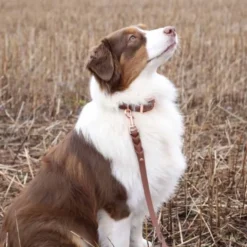 Tyylivoitto Classy Hundehalsbånd, Brun