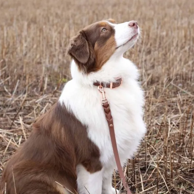 Tyylivoitto Classy Hundehalsbånd, Brun