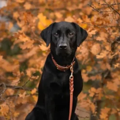 Tyylivoitto Classy Hundehalsbånd, Brun