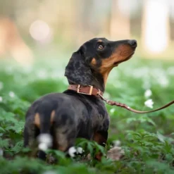 Tyylivoitto Classy Hundehalsbånd, Brun