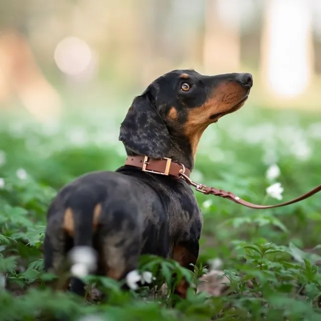 Tyylivoitto Classy Hundehalsbånd, Brun