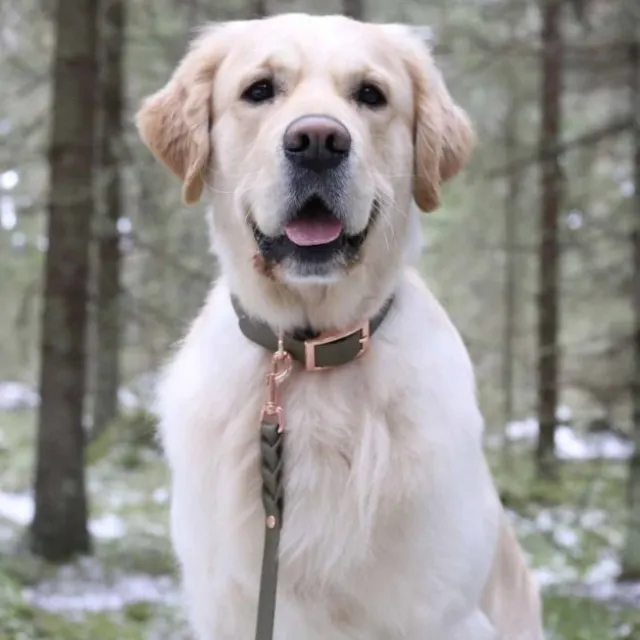 Tyylivoitto Classy Hundehalsbånd, Olivengrønn