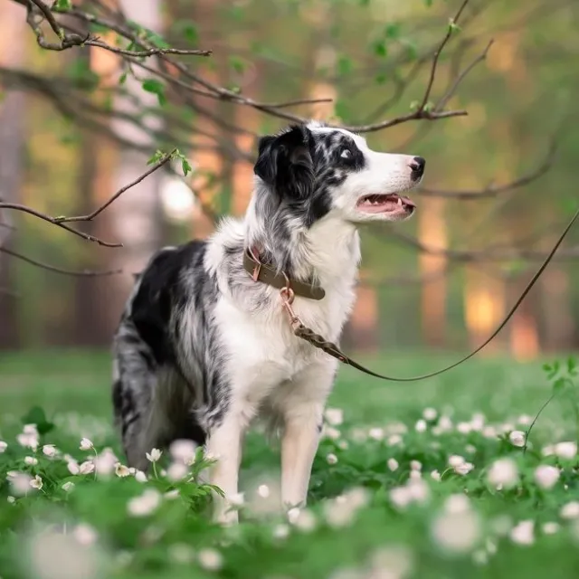 Tyylivoitto Classy Hundehalsbånd, Olivengrønn