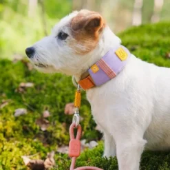 Woolly Wolf Alpha 360 collar, Lavender Mix