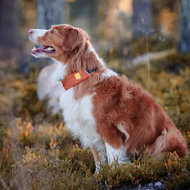 Woolly Wolf Alpha 360 Halsbånd Terracotta/Blå