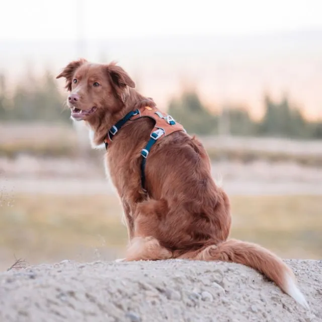 Woolly Wolf Alpha 360 Hundesele Terracotta/Blå